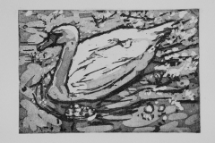 Avon-swan-27x32-etching-2